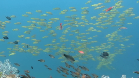 Thriving Coral Reef Alive with Marine Life and Shoals of Fish, Bali