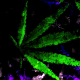Marijuana Grunge 002 - VideoHive Item for Sale