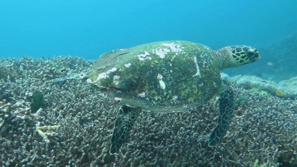 Hawksbill Sea Turtle Current on Coral Reef Island Bali