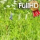 Beautiful Small Violet Flowers in Green Grass - VideoHive Item for Sale