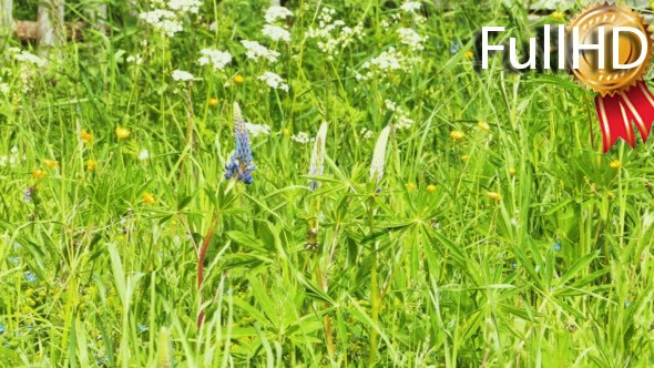 Beautiful Small Violet Flowers in Green Grass