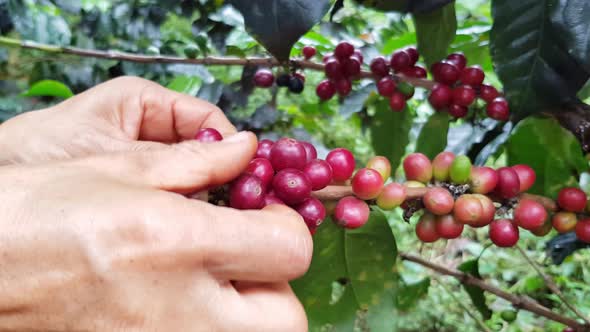 Hands picking up their harvested coffee on their farm