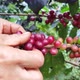 Hands picking up their harvested coffee on their farm - VideoHive Item for Sale