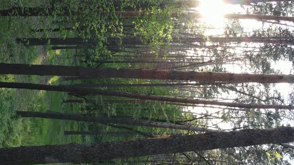 Vertical Video of a Beautiful Green Pine Forest on a Summer Day Slow Motion