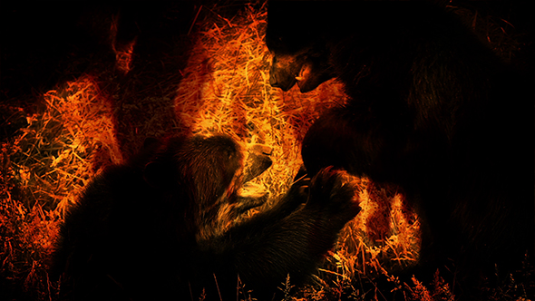 Bears Fighting In Fire Abstract