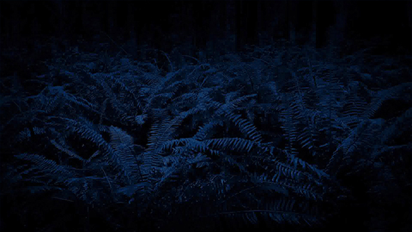 Moving Past Ferns At Night