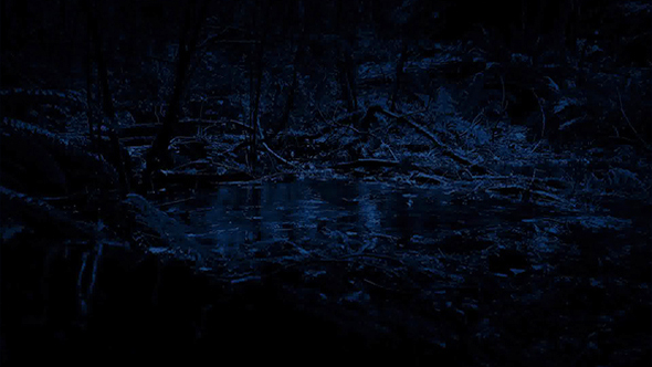 Rain Hitting Pool In The Forest At Night