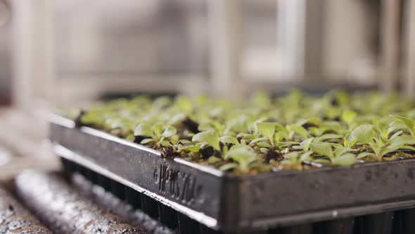 Automatic planting of young seedlings using a robot in an industrial nursery