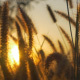 Grass at Sunset - VideoHive Item for Sale