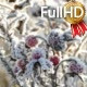 Briar Berries With Hoarfrost in Frosty Day - VideoHive Item for Sale