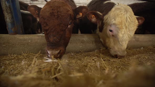 Meat fattening farm, cattle eating feed.