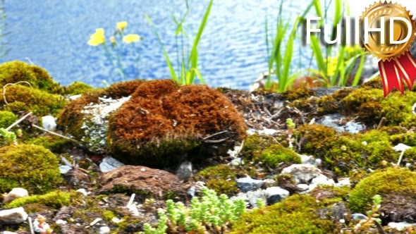 Lake Shore With Rocks and Blue Water