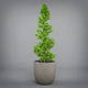 Potted Plant - 3DOcean Item for Sale
