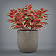 Potted Coleus Plant - 3DOcean Item for Sale