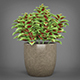 Potted Green Coleus Plant - 3DOcean Item for Sale