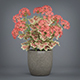 Potted Pelargonium Plant - 3DOcean Item for Sale