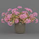 Potted Flower Plant - 3DOcean Item for Sale