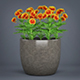 Potted Flower Plant - 3DOcean Item for Sale