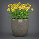 Potted Flower Plant - 3DOcean Item for Sale