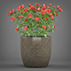 Potted Rose Plant - 3DOcean Item for Sale