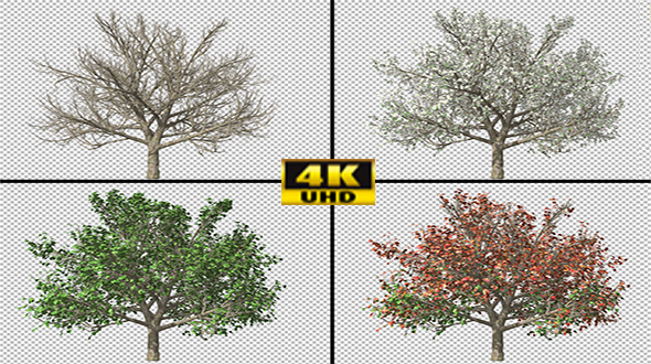Tree Changing Seasons alt