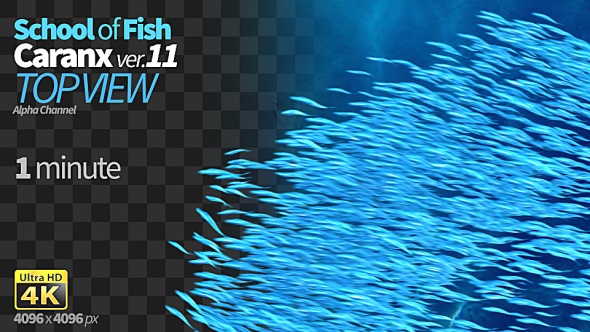 School of Fish Caranx-11 alt