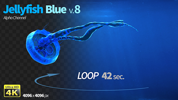 Jellyfish Blue 8 alt