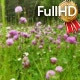 Field of Clover Flowers - VideoHive Item for Sale