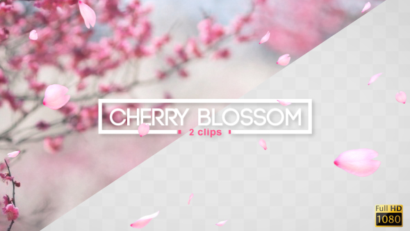 Cherry Blossom alt