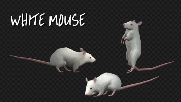Animal Pack -White Mouse - 3 Scene alt