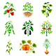 Growing Agricultural Plants Icons Vector Set - GraphicRiver Item for Sale