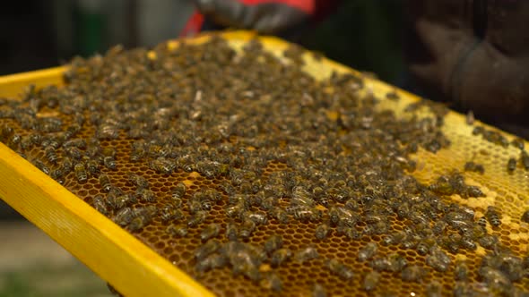 Many Honey Bees on a Frame with Honeycombs