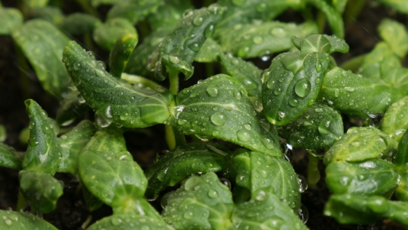 Germinating Cucumber Seeds on The Rain