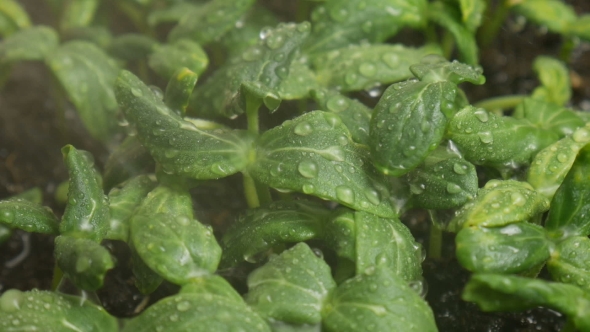 Germinating Cucumber Seeds on The Rain