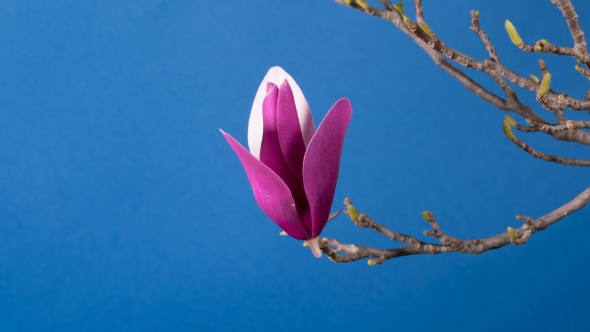 Magnolia Tree Blossom