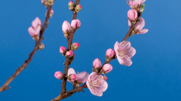 Flowering Branch of a Peach Tree