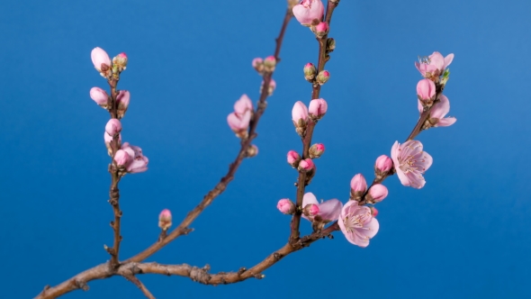 Flowering Branch of a Peach Tree