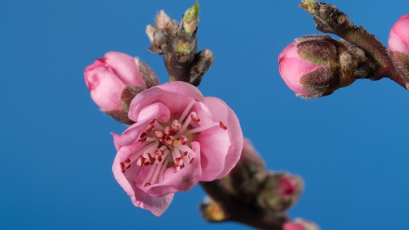 Flowering Branch of a Peach Tree