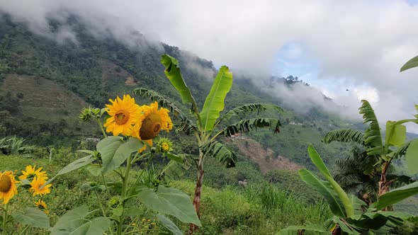 Natural garden of sunflowers in the high mountains