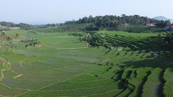  Rice Field Aerial View