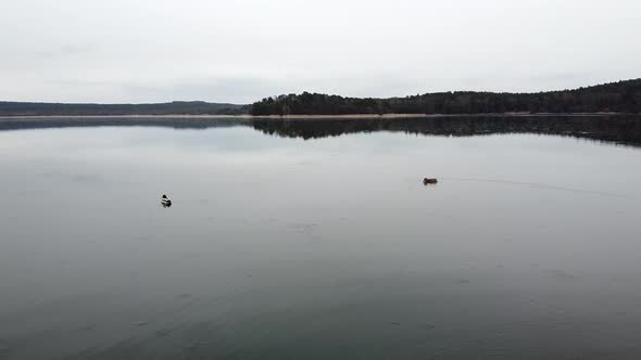 Duck Swimming on the Lake Evening Pond