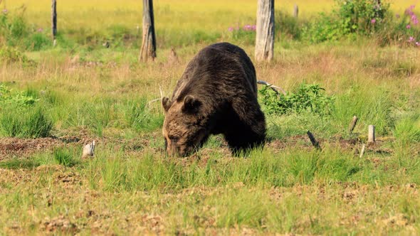 Brown Bear Ursus Arctos in Wild Nature Is a Bear That Is Found Across Much of Northern Eurasia