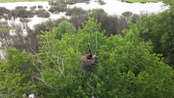 Whitetailed Eagle Chicks Haliaeetus Albicilla