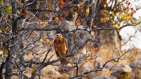 Tawny Eagle in Kruger National park, South Africa