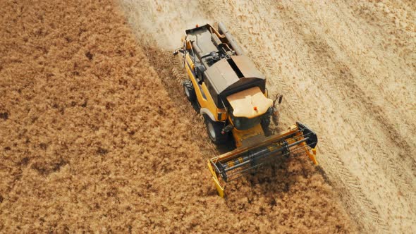 Large Combine Operates on Field Gathering Grown Rapeseed