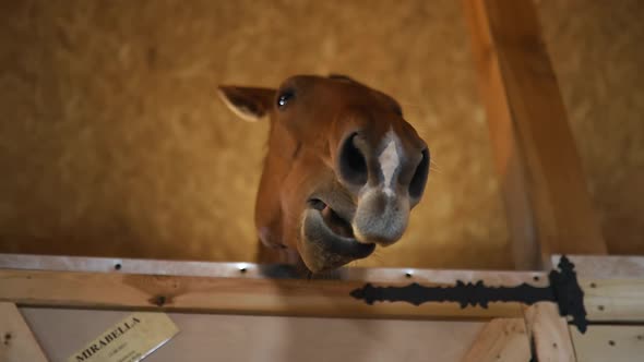 Funny Brown Horse Head Yawns in Stable