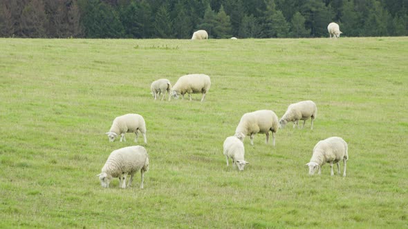 A Herd of Sheep Walks Around a Grass Field and Eats