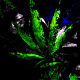 Marijuana Grunge 002 - VideoHive Item for Sale