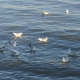 Sea Birds - VideoHive Item for Sale