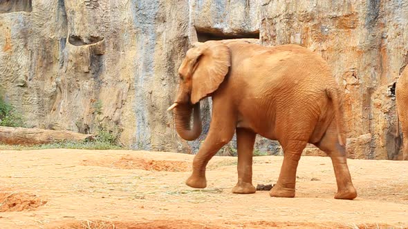 African elephant walking